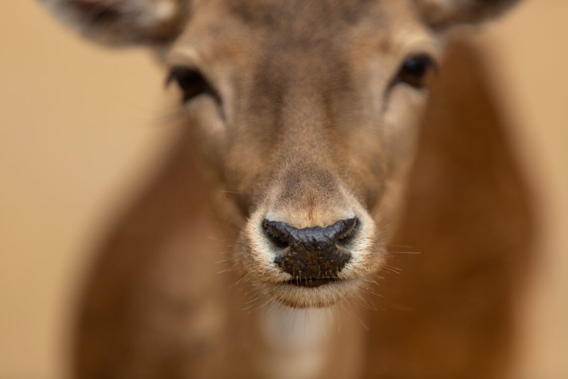 Scared LIttle Deer